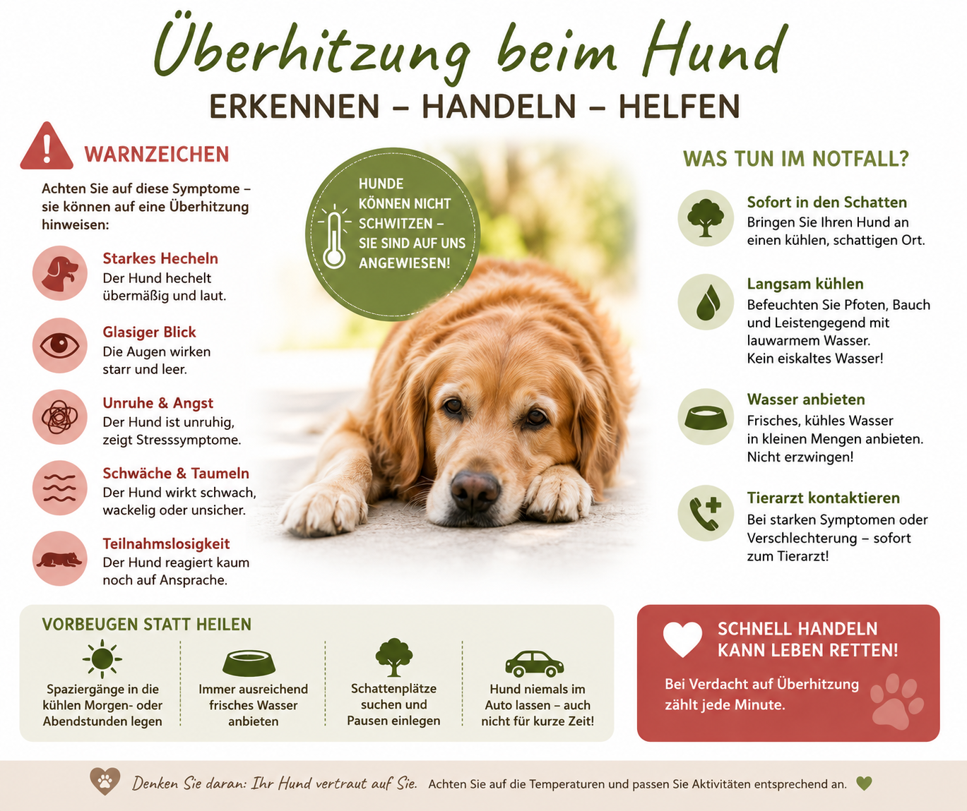 🌡️🐕 Überhitzung beim Hund